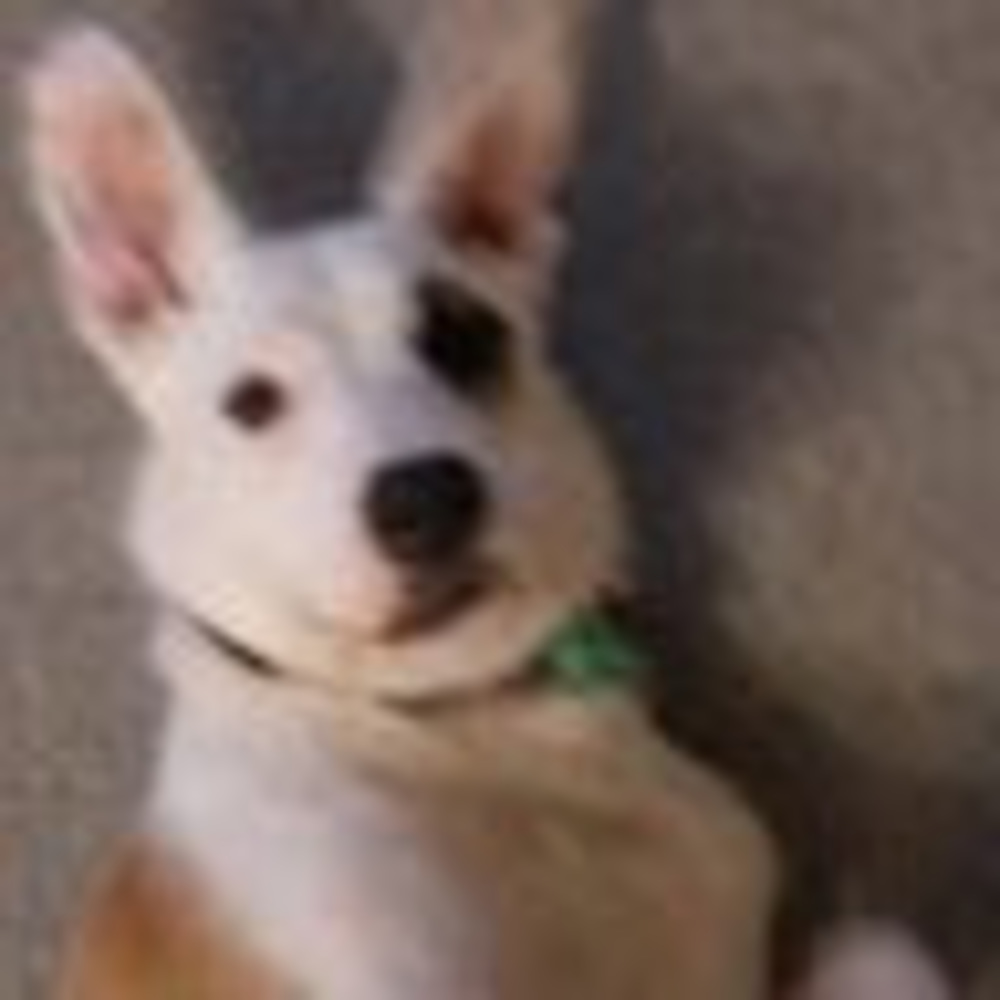 Meet your Posher, Anne